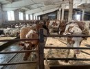 В Чувашии запустили откормочник в рамках инвестпроекта