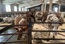 Миниатюра новости: В Чувашии запустили откормочник в рамках инвестпроекта