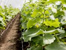 Поливаем огурцы содой: какой эффект дает пищевая сода, как и когда лучше вносить подкормку