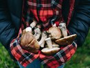 В нашем лесу появился необычный гриб: во Франции считается одним из самых дорогих и вкусных