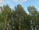 18 июля Чувашию ожидает сухая теплая погода, но с прохладным ветром