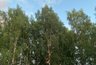 Миниатюра новости: 18 июля Чувашию ожидает сухая теплая погода, но с прохладным ветром