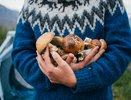 Родственник рыжика — плотный, сладкий и мясистый: грибники его не собирают, а зря! Этот гриб заслуживает места в корзине
