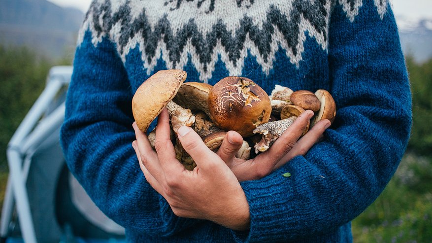 Главная картинка новости: Родственник рыжика — плотный, сладкий и мясистый: грибники его не собирают, а зря! Этот гриб заслуживает места в корзине