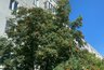Миниатюра новости: 22 июля Чувашию ждёт тёплый день, но с кратковременными дождями