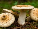 Как найти место, где обитают грузди: опытный грибник покажет вам самые грибные места, откуда уходят с полными корзинами