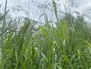 23 июля Чувашию накроют дожди с грозами и утренними туманами