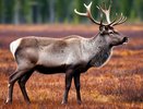 Почему в магазинах СССР не продавалась оленина, хотя её добывали и добывают тоннами