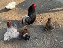 Чувашия сохраняет статус территории, свободной от птичьего гриппа