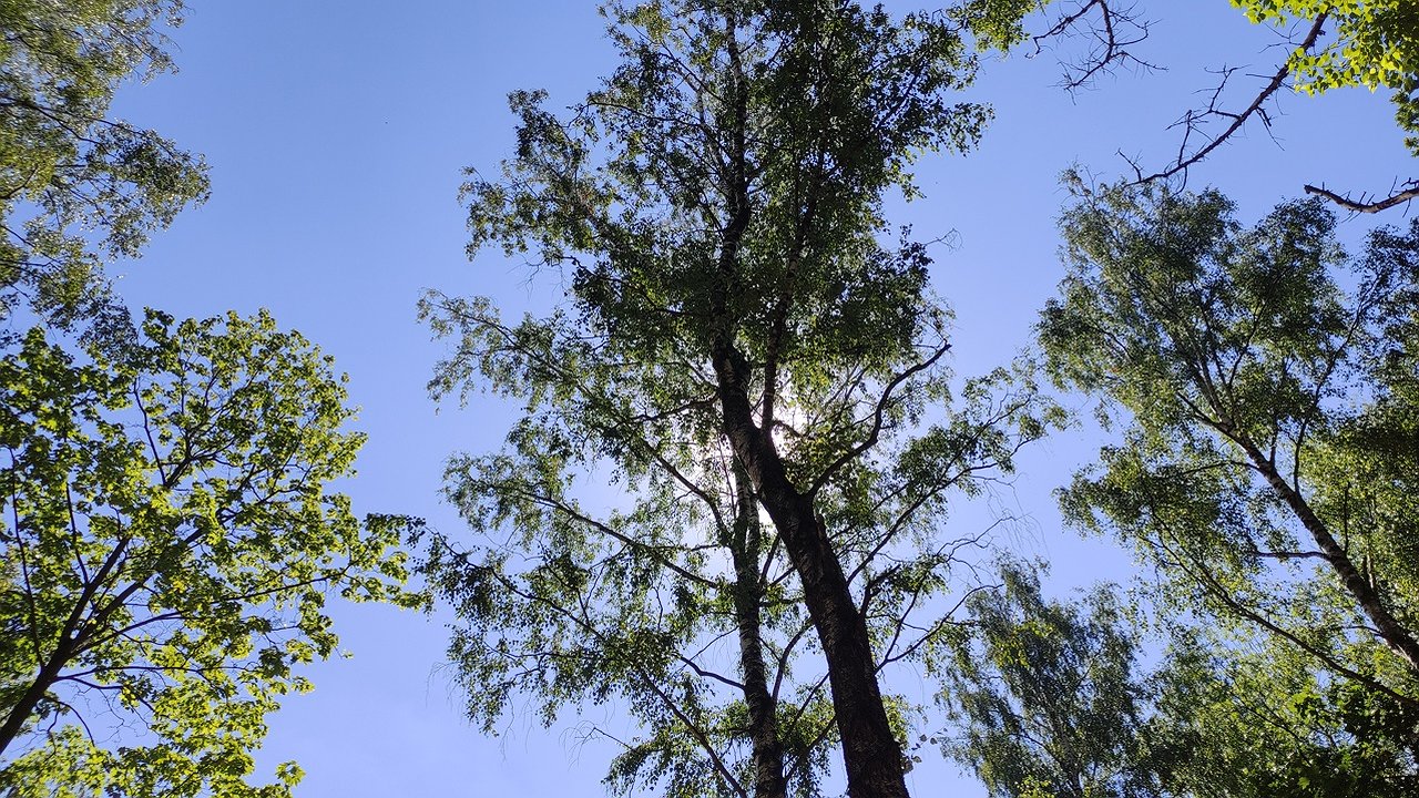 Главная картинка новости: Редкого хищника заметили на дереве в Чебоксарах