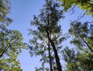 Редкого хищника заметили на дереве в Чебоксарах