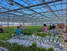 Чувашские сельхозкооперативы получат 40 миллионов на модернизацию
