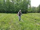 Чувашия заботится о молодых лесах: агроуход запланирован на площади более 1500 гектаров