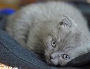 "Перестаньте травить этим кошек": в Роскачество назвало самые опасные корма для питомцев