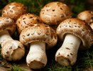 Ученые озвучили самый полезный гриб. Не шампиньоны, не боровики и в разы полезнее лисичек