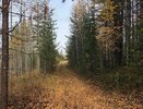 Власти Чувашии на протяжении пяти лет перевыполняют план по восстановлению лесов