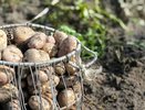 В Чувашии завершается уборка урожая