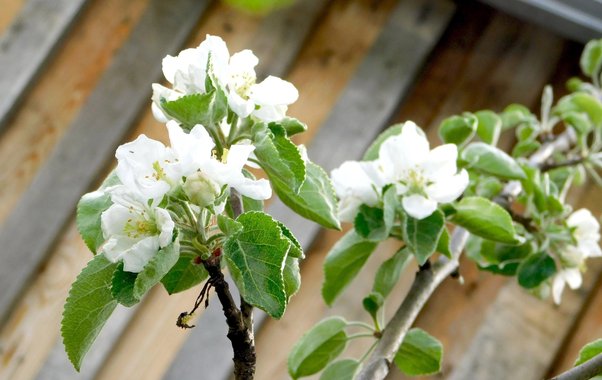К концу дачного сезона понял, какие цветы зря сажал: делюсь неудачами этого лета и выводами для будущей весны
