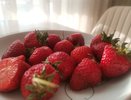 Готовлю клубнику к зиме по сибирскому методу: весной кусты выживают на 95 %, а летом дают до 7 кг ягод без лишних удобрений
