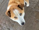 Власти Чебоксар привлекут зоозащитников для создания приюта для животных