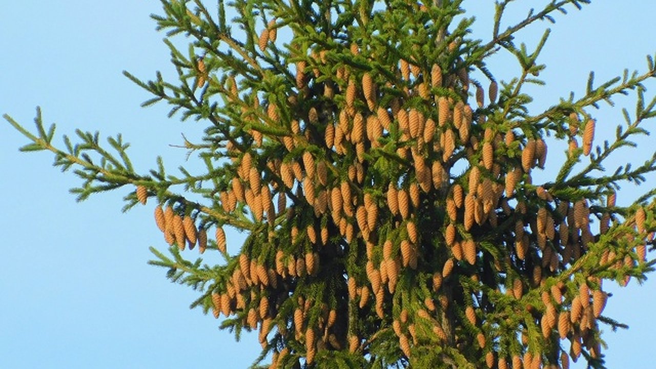 Главная картинка новости: Осенние холода пришли в Чувашию: температура воздуха упадет до -2 градусов 17 октября