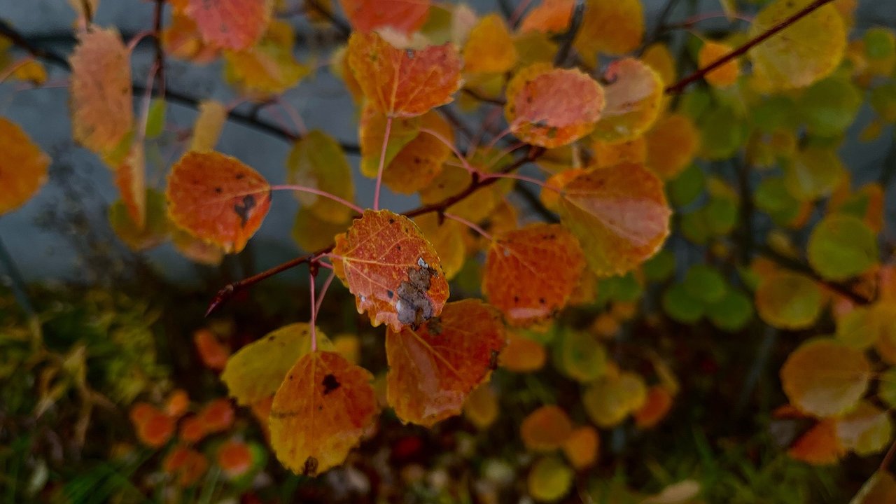 Главная картинка новости: Похолодание и кратковременные осадки: погода в Чувашии 19 октября