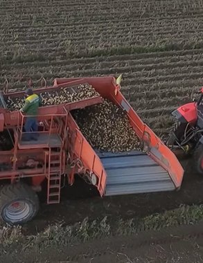 Урожай картофеля в Чувашии побил прошлогодние рекорды: названы районы-лидеры и передовые хозяйства