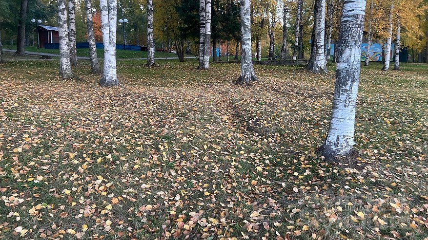 Главная картинка новости: В Чувашию 24 октября придут заморозки
