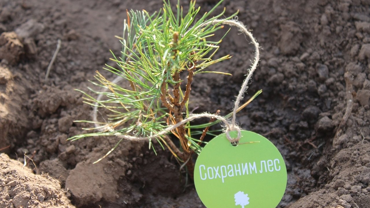 Главная картинка новости: Леса Чувашии пополнились на 60 тысяч деревьев благодаря акции «Сохраним лес»
