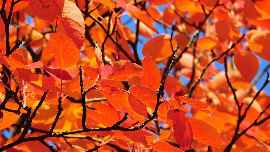 Главная картинка новости: В Чувашии 29 октября ожидается потепление до +9 градусов