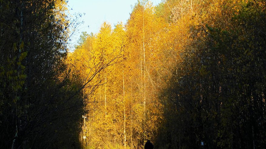 Главная картинка новости: В Чувашии 31 октября ожидаются заморозки