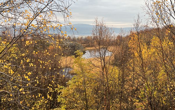 Чувашию 2 ноября ожидает похолодание и дожди