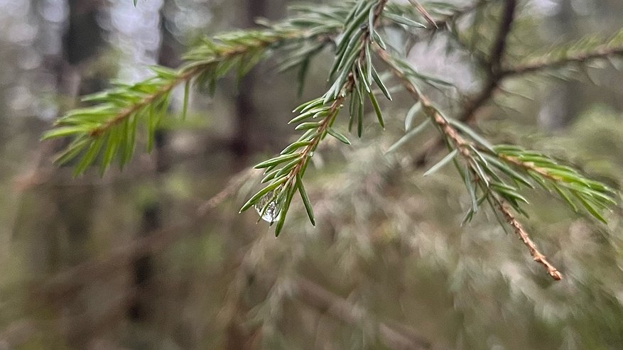 Главная картинка новости: В Чувашии 8 ноября ожидаются кратковременные дожди