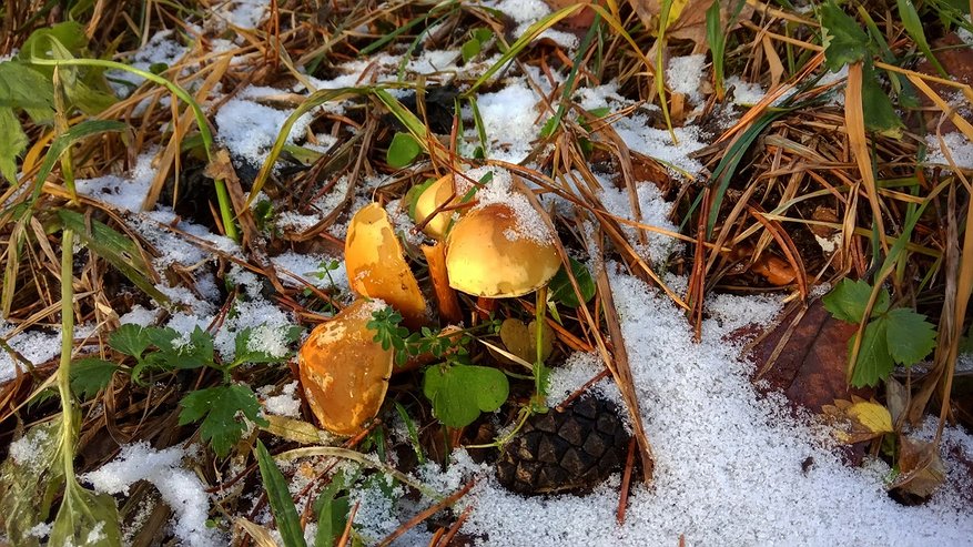 Главная картинка новости: В Чувашии ожидается аномальное потепление с последующим похолоданием