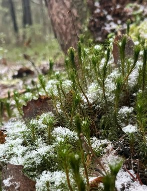 Синоптики прогнозируют смещение циклона и сохранение морозной погоды в Чувашии