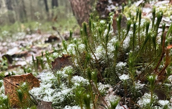 Синоптики прогнозируют смещение циклона и сохранение морозной погоды в Чувашии