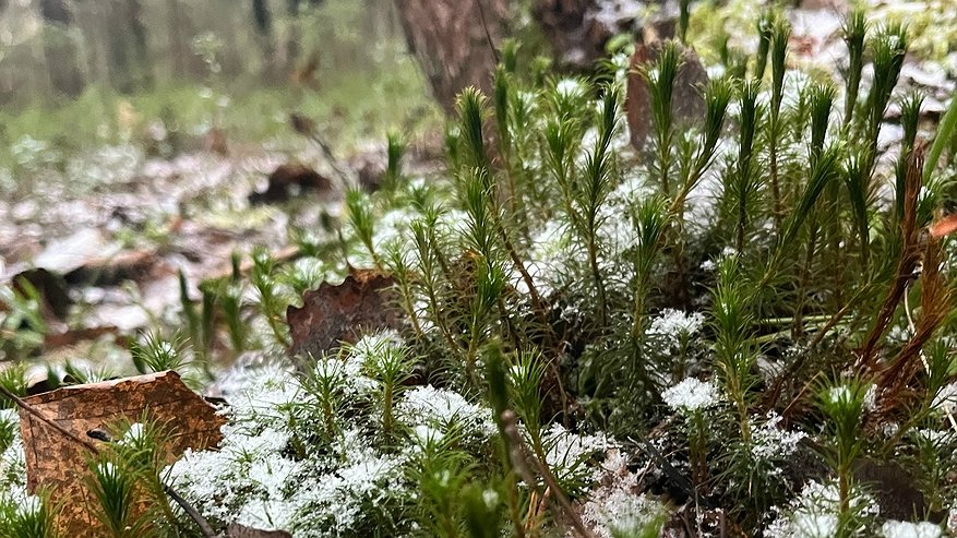 Главная картинка новости: Синоптики прогнозируют смещение циклона и сохранение морозной погоды в Чувашии
