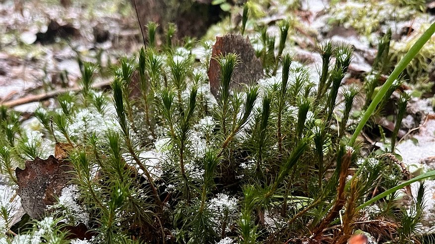 Главная картинка новости: Приход зимы в Чувашии откладывается на неопределенный срок