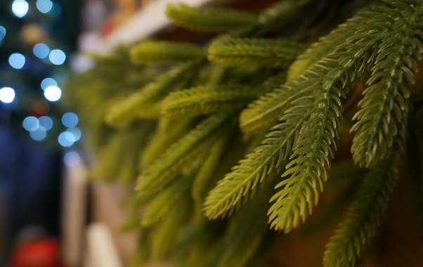 Жительница Чебоксар лишилась 16 тысяч рублей, пытаясь купить новогоднюю елку онлайн