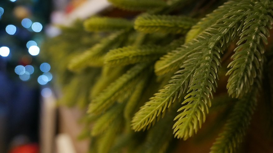 Главная картинка новости: Жительница Чебоксар лишилась 16 тысяч рублей, пытаясь купить новогоднюю елку онлайн