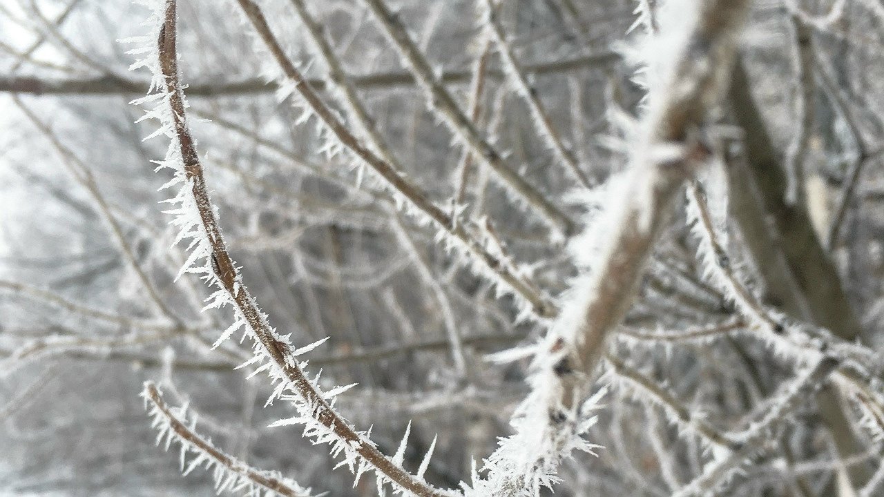 Главная картинка новости: Аномально теплая погода в Чувашии уступит место снежному покрову только к концу недели