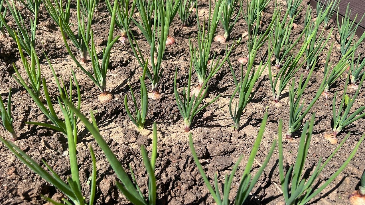 Главная картинка новости: Лук-севок из Чувашии завоевывает международный рынок