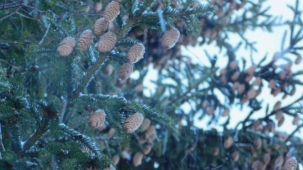 Главная картинка новости: Чувашию ожидают выходные с переменчивой погодой и гололедицей