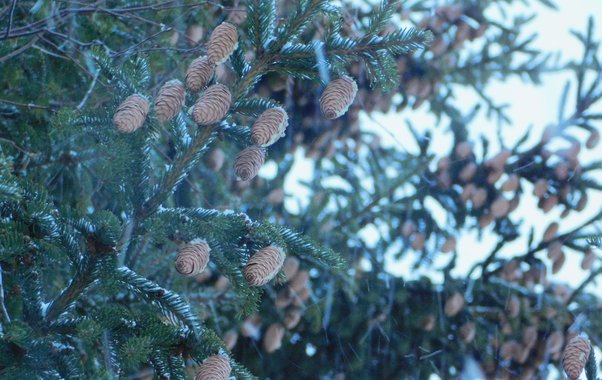 Чувашию ожидают выходные с переменчивой погодой и гололедицей