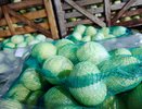 Аграрии Чувашии заложили на хранение более 160 тысяч тонн овощей