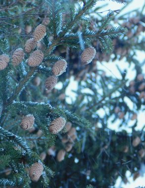 Чувашия готовится к морозным дням: синоптики предупреждают о гололедице