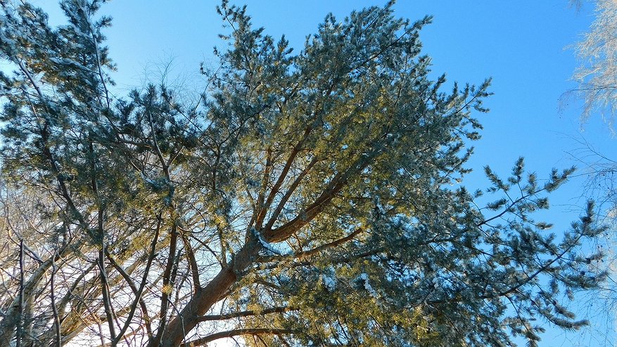 Главная картинка новости: Чувашию ждет смена погоды 2 января: от морозов к метелям