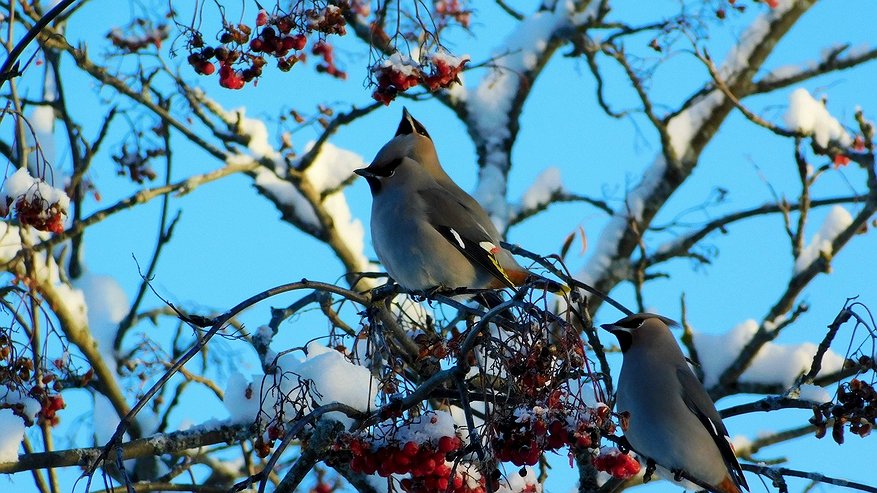 Главная картинка новости: Чувашию накроет волна снегопадов и гололеда: прогноз на 10 и 11 января